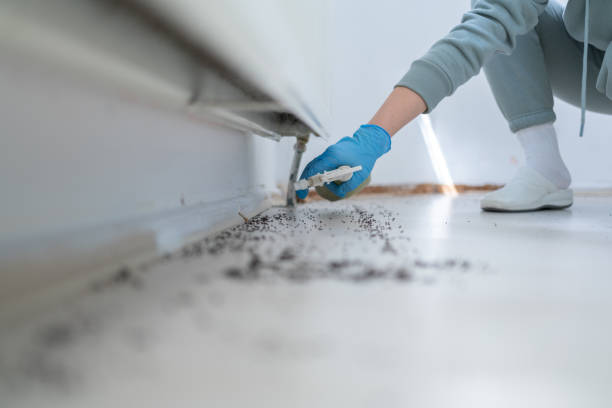 Professional Pest Control in North Bend, OR